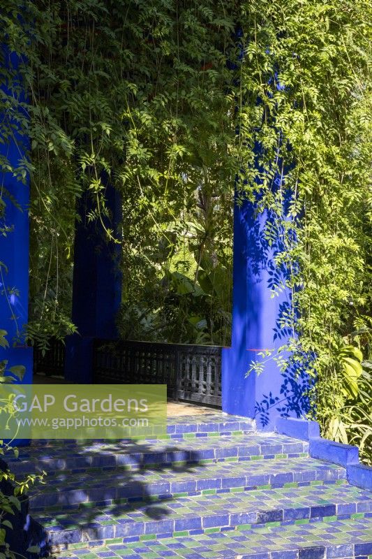 Jardin Majorelle, Yves Saint Laurent garden, green and blue tiled steps with Jasminum officinale