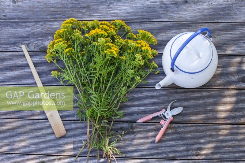 Creating an insecticide from Tanacetum vulgare - tansy by fermentation. Picked bunch of tansy and tools on the table.