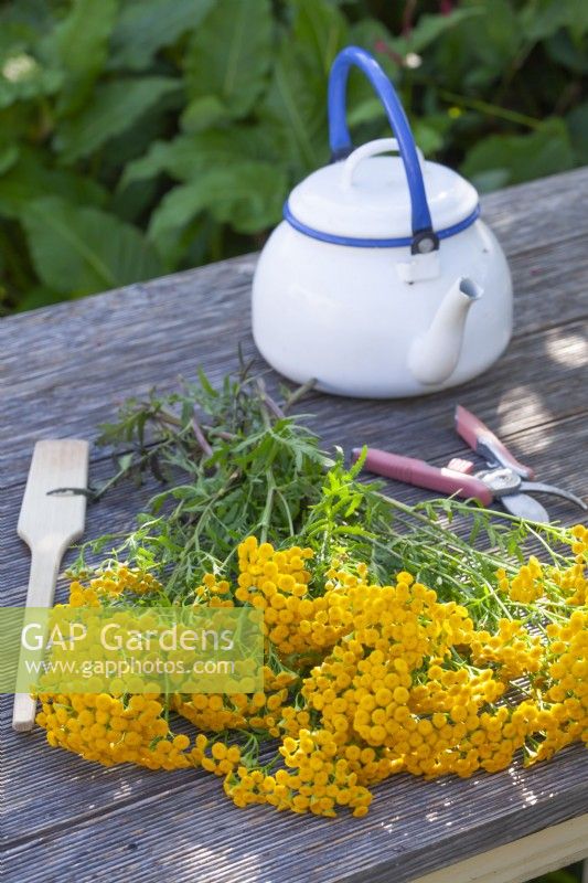 Creating an insecticide from Tanacetum vulgare - tansy by fermentation. Picked bunch of tansy and tools on the table.