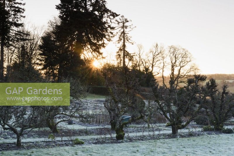 Avenue of trained apple trees in the Kitchen Garden at Hergest Croft on a frosty January morning