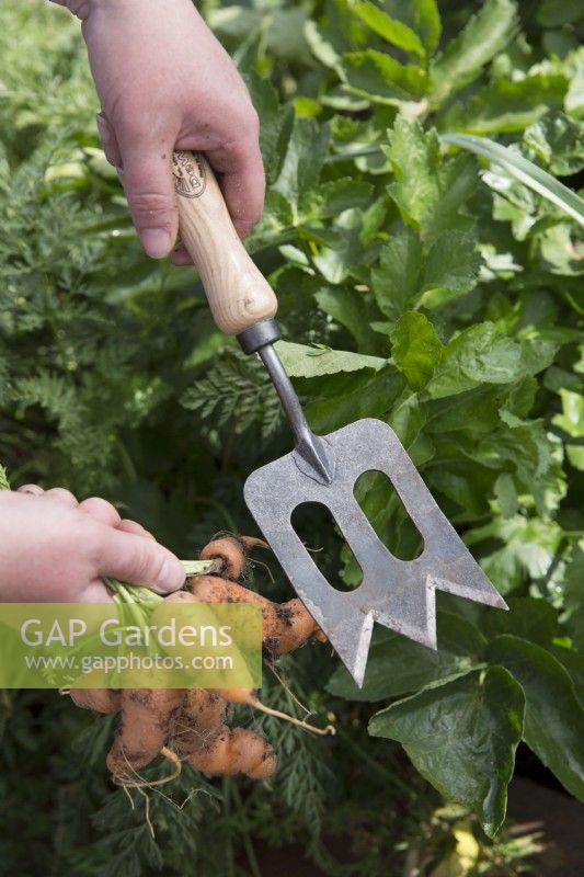 Using Trowel Fork to dig up carrots
