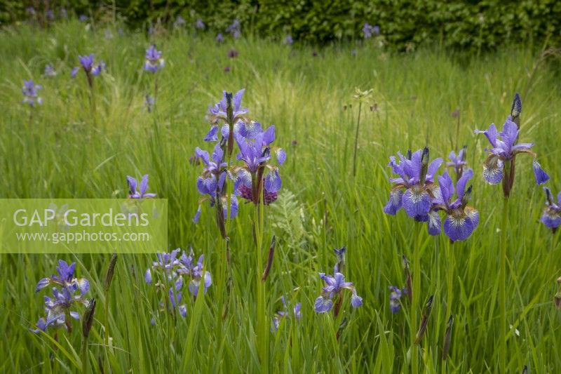 Irises in meadow at Yeo Valley, May