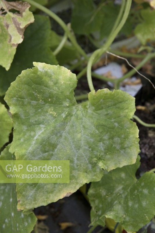 Problems with cucumbers, mildew
