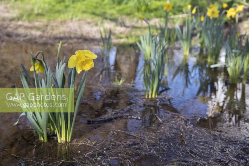 Daffodils growing on flooded grassland