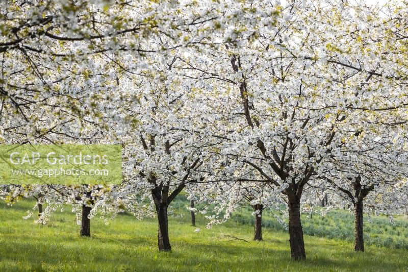 Cherry orchard in April  