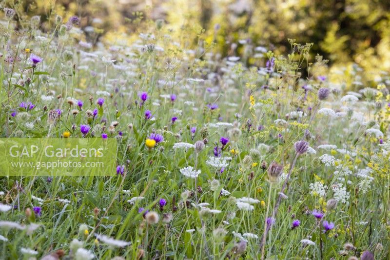 Wild flower meadow with Daucus carota, Centaurea jacea, Foeniculum vulgare,...