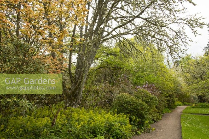 Spring foliage, Acers, Euphorbia and Rhododendron along a path in Cawdor Castle Gardens.