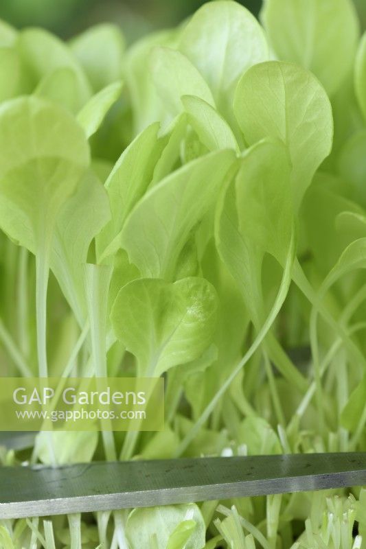 Lactuca sativa  'Gustav's Salad'  Lettuce seedlings being cut for young salad leaves  September