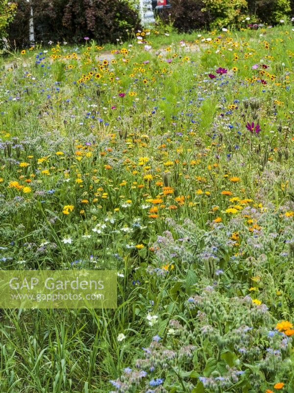 Flower meadow with annuals including yellow Calendula, white Nigella and blue Borago, summer August