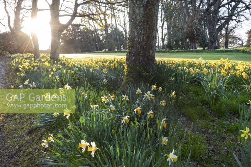 Early morning Spring sunlight illuminating daffodils, sycamore trees and lawn at Megginch Castle, Perthshire, Scotland.