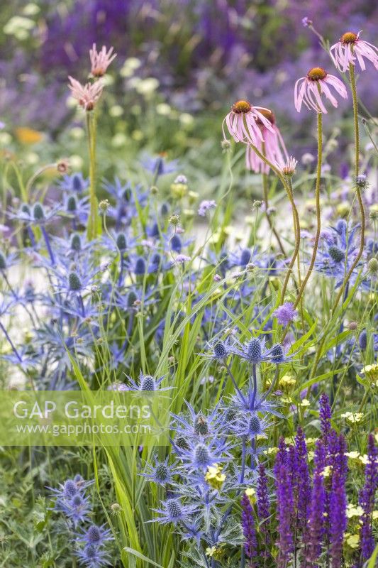 Eryngium zabelii 'Big Blue and Echinacea pallida - RHS Iconic Horticultural Hero Garden, Designer: Carol Klein