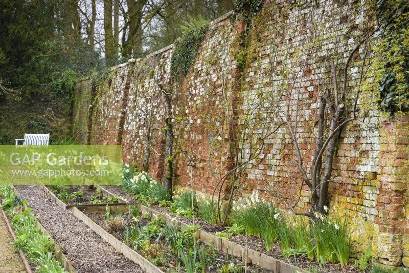 Brick wall at Cerney House Gardens in March, with trained fruit trees and daffodils