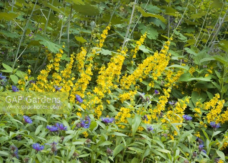 Perennial bed with Lysimachia punctata and blue flowers of Centaurea, summer July