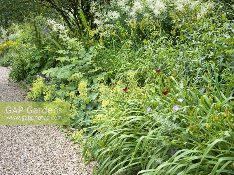 Perennial border with edging of Alchemilla mollis near gravel path and white flowers of Aruncus at the back, summer July