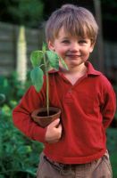 young boy holding a terracotta pot with a Helianthus - Sunflower seedling that he has grown from seed, May 