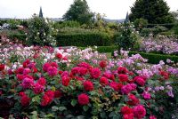 The rose garden at the RHS Gardens Hyde Hall in June. 