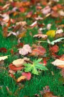Fallen leaves on lawn