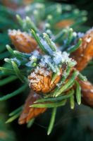Picea abies 'Inversa'. Close up of frosted buds. 