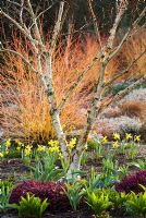 Mixed border with Erica x darleyensis 'Kramer's Rote', Betula apoiensis 'Mount Apoi', Narcissus 'February Gold' and Cornus sanguinea 'Midwinter Fire' - The Winter Garden at The Bressingham Gardens, Norfolk