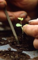 Pricking out a tray of seedlings - Aquilegia vulgaris 'Aurea', using a dibber to lift seedling and holding by the cotyledon leaves. Demonstrated by Carol Klein