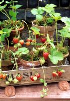 Fruiting strawberries growing in terracotta pots stood in an old wine box set up on pot feet