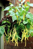 Yellow podded, dwarf French bean 'Berggold' growing in a decorative hanging basket from Apta with an underplanting of non- hearting red lettuce