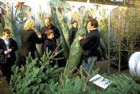 Selling fir trees for christmas at Columbia Road Flower Market