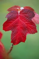 Autumn tints of Hydrangea quercifolia