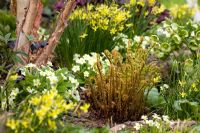 Unfurling ferns amongst Primula vulgaris and Narcissi