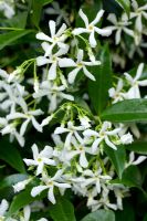 Trachelospermum jasminoides - Star jasmine