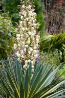 Yucca gloriosa 'Variegata' AGM in flower - Spanish dagger
