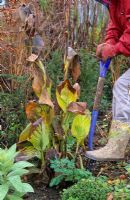 Lifting Cannas for the winter