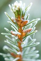 Frosty Picea abies - Norway Spruce or Christmas Tree in December.