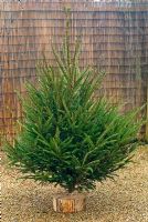 Picea abies - Norway Spruce or Christmas Tree