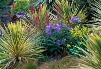 Yucca planted with Agapanthus  