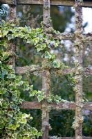 Variegated white ivy and lichen growing on an old wooden fence