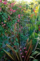 Clematis 'Etoile Rose' climbing trellis fence in modern colourful garden - Bristol