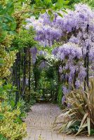 Wisteria sinensis climbing over colonnade, Clematis montana, Phormium 'Sundowner' and Hosta 'Halcyon' - The Garden of Rooms at RHS Wisley