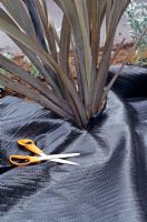 Cutting in woven polypropylene Mypex mulching mat to prevent weed growth around Phormium in a front garden before disguising it with pebbles.