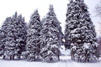 Picea abies - Road leading through a row of norway spruce with snow leading to the gardens of Norrviken