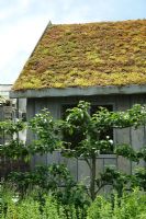Sedum covered shed roof
