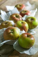 Malus - English cox apples wrapped in tissue paper ready for storage