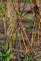 Cornus shaped to create plant support at RHS garden 'Harlow Carr'