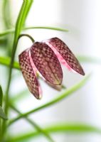 Fritillaria meleagris - Snakes head fritillary