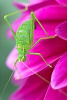Speckled bush cricket, Leptophyes punctatissima, on magenta Dahlia