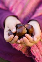 Little girl holding a Sweet Chestnut