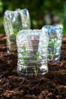 Lathyrus odoratus 'Cupid' - Sweet Pea  seedlings under plastic half bottles used as cloches