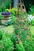 Decorative wigwam for sweet peas - The finished obelisk makes a fine focal point