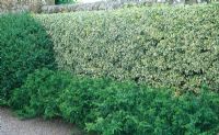 Wall of variegated Euonymus with box and Dryopteris affinis 'Cristata' in front - Herterton House, nr Cambo, Morpeth, Northumberland