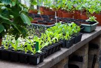 Young vegetable and salad plants in greenhouse